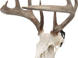 ALLEN EZ MOUNT SKULL PEG - 3-PACK DEER/ANTELOPE